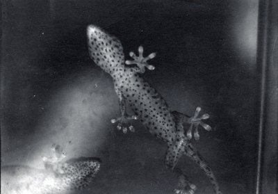 Gecko on glass by Frederick William Bond
